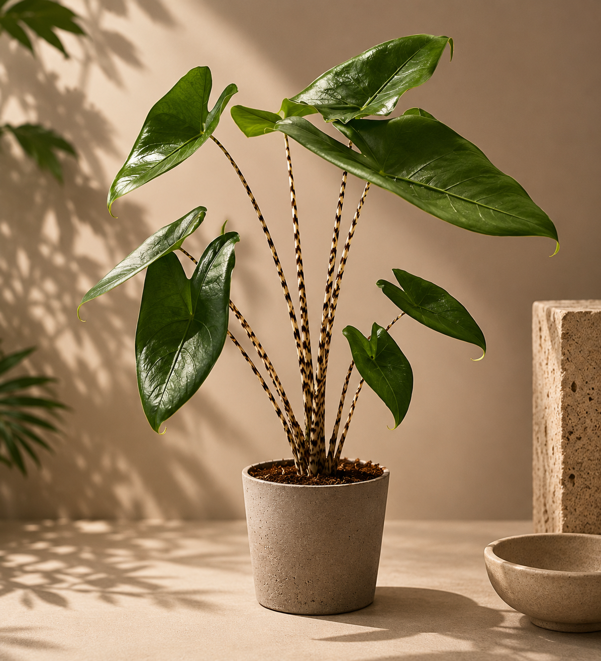 Alocasia Zebrina - pot de 14 cm