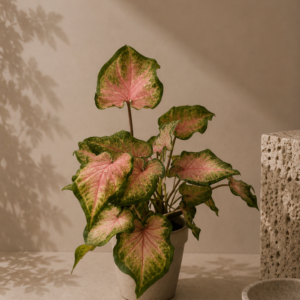 Caladium Sweat Heart - pot de 12-13 cm