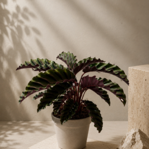 Calathea Glory Velvet - pot de 14 cm