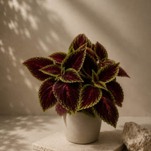 Coleus Blumei - pot de 13 cm