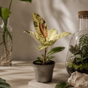 Ficus Shivereana - pot de 12 cm