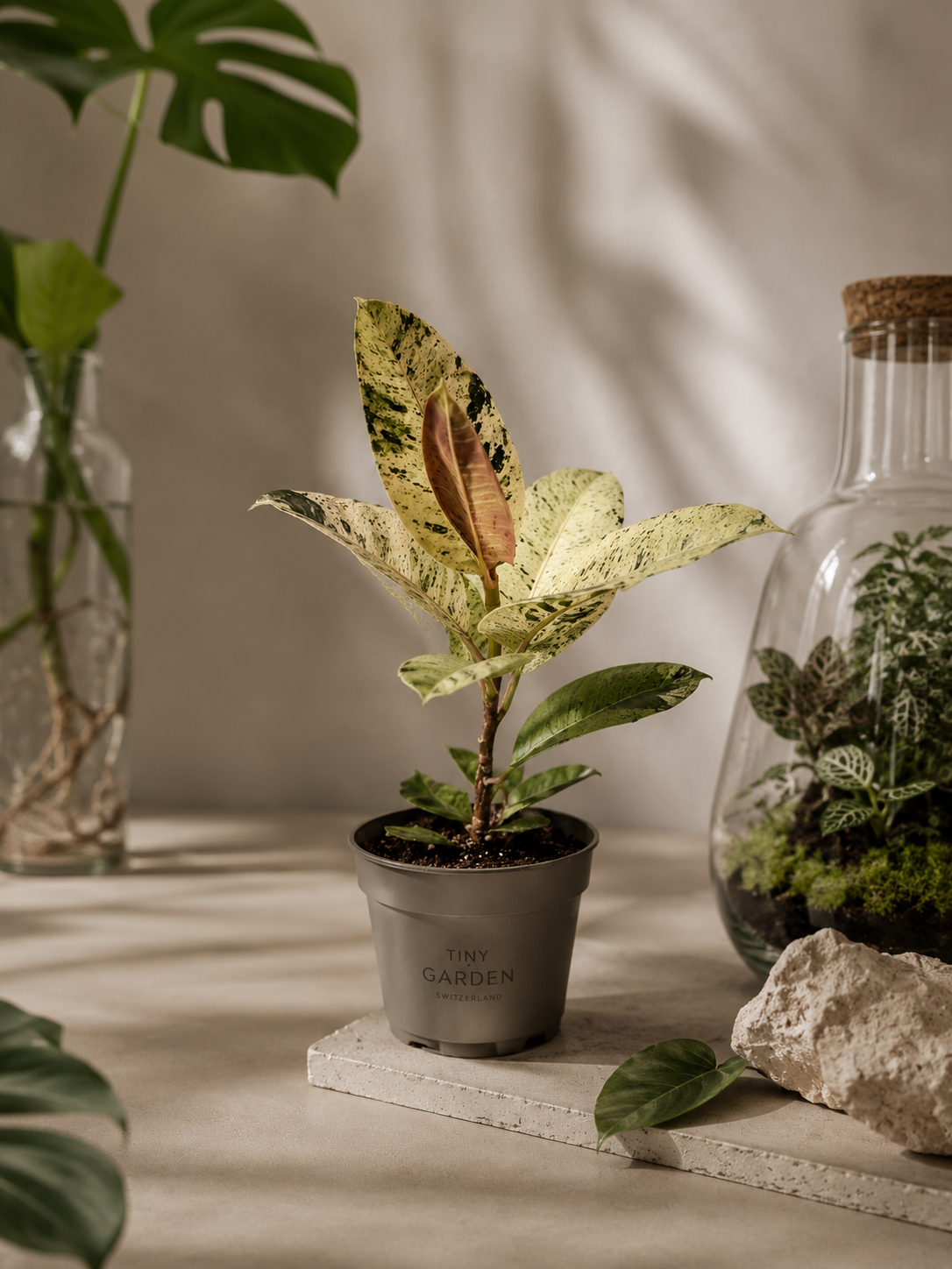 Ficus Shivereana - pot de 12 cm
