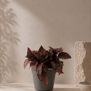 Hypoestes Rouge - pot de 12 cm