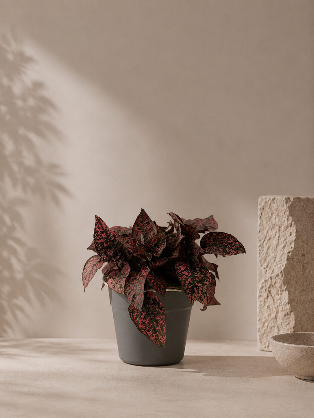Hypoestes Rouge - pot de 12 cm