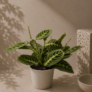 Maranta Lemon Lime - pot de 12 cm