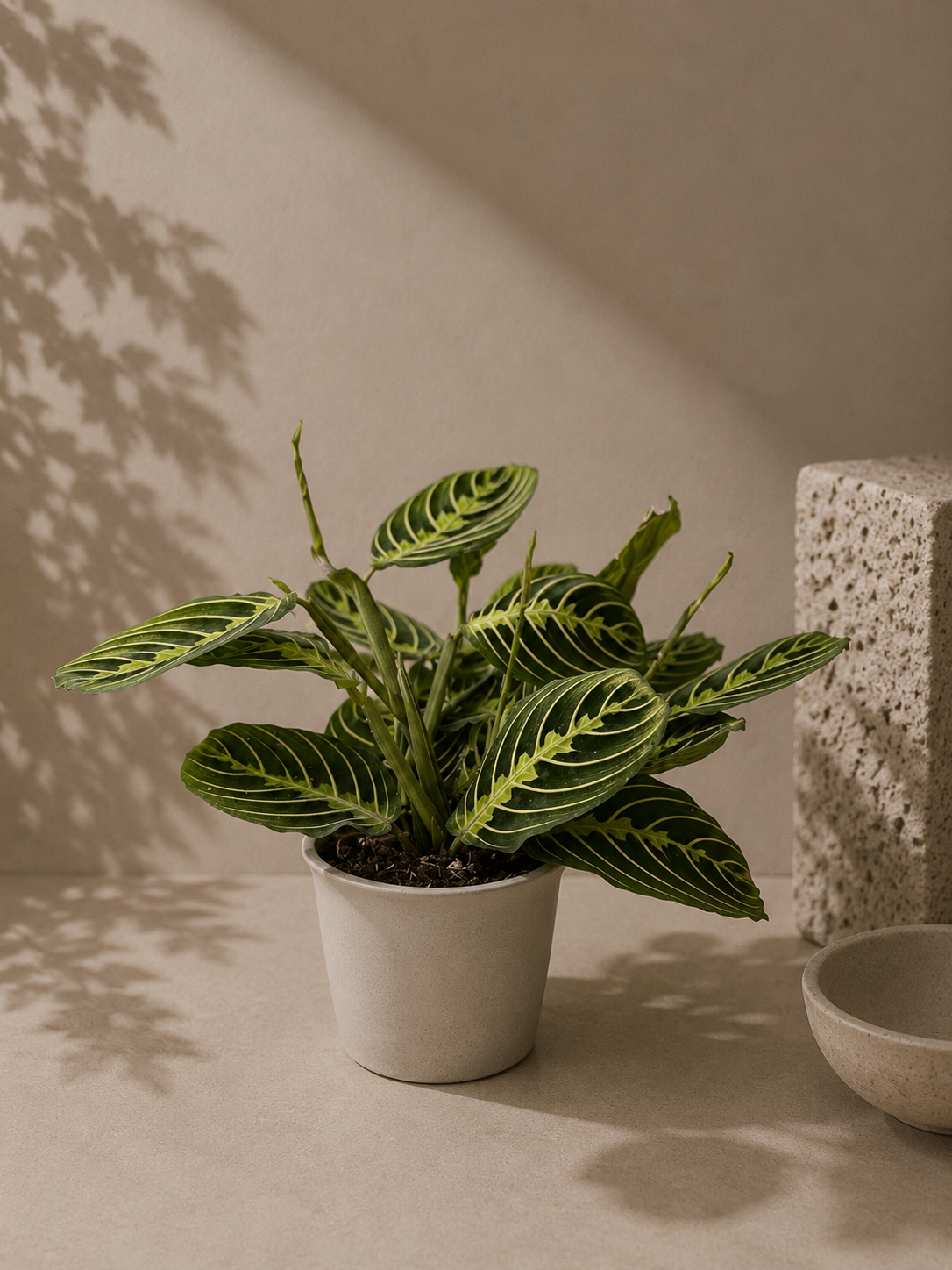 Maranta Lemon Lime - pot de 12 cm