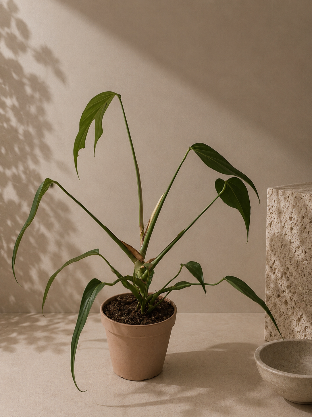 Monstera Burle Marx Flame - pot de 14 cm