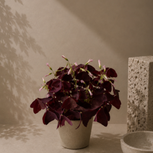 Oxalis - pot de 12 cm