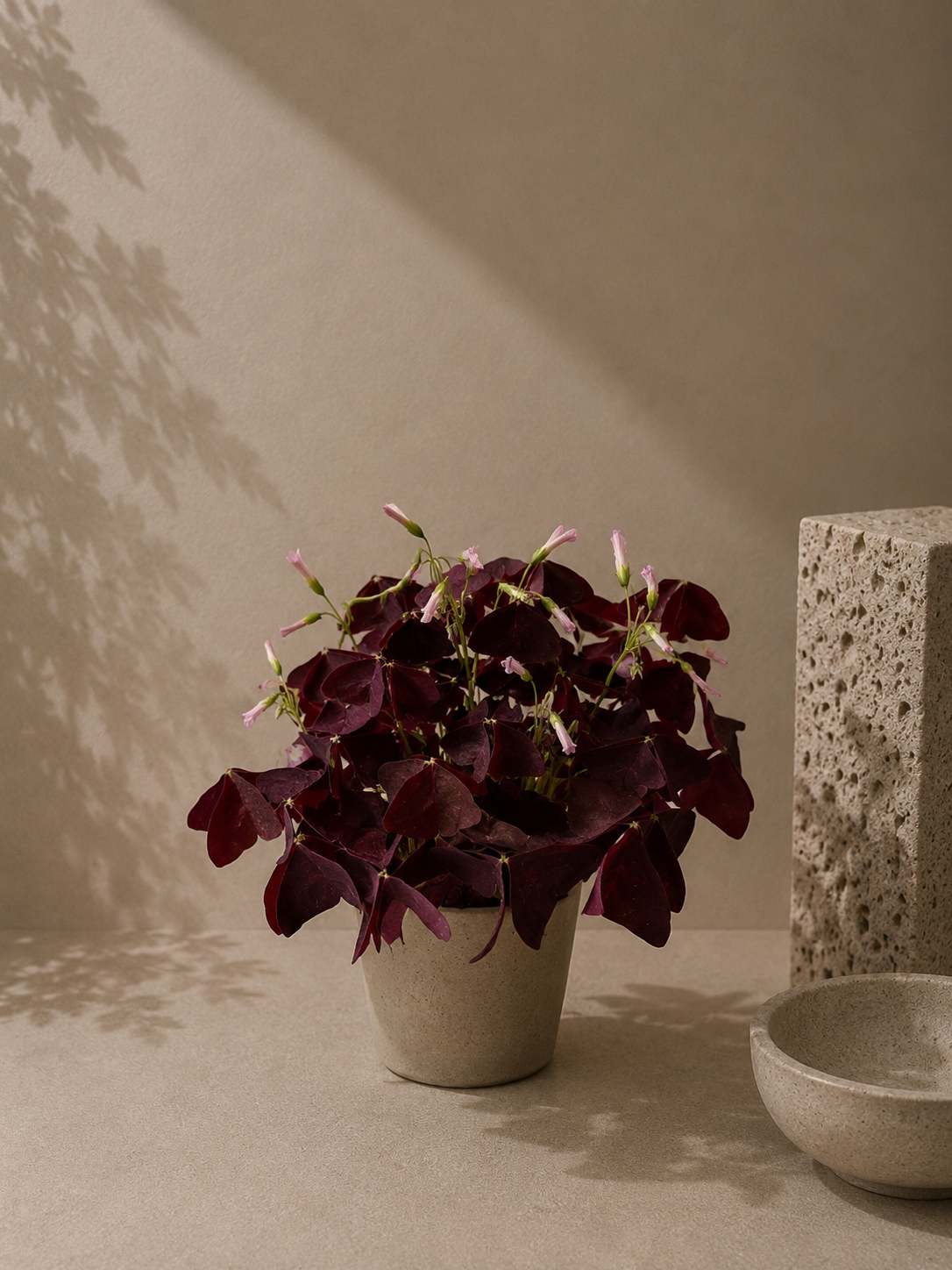 Oxalis - pot de 12 cm