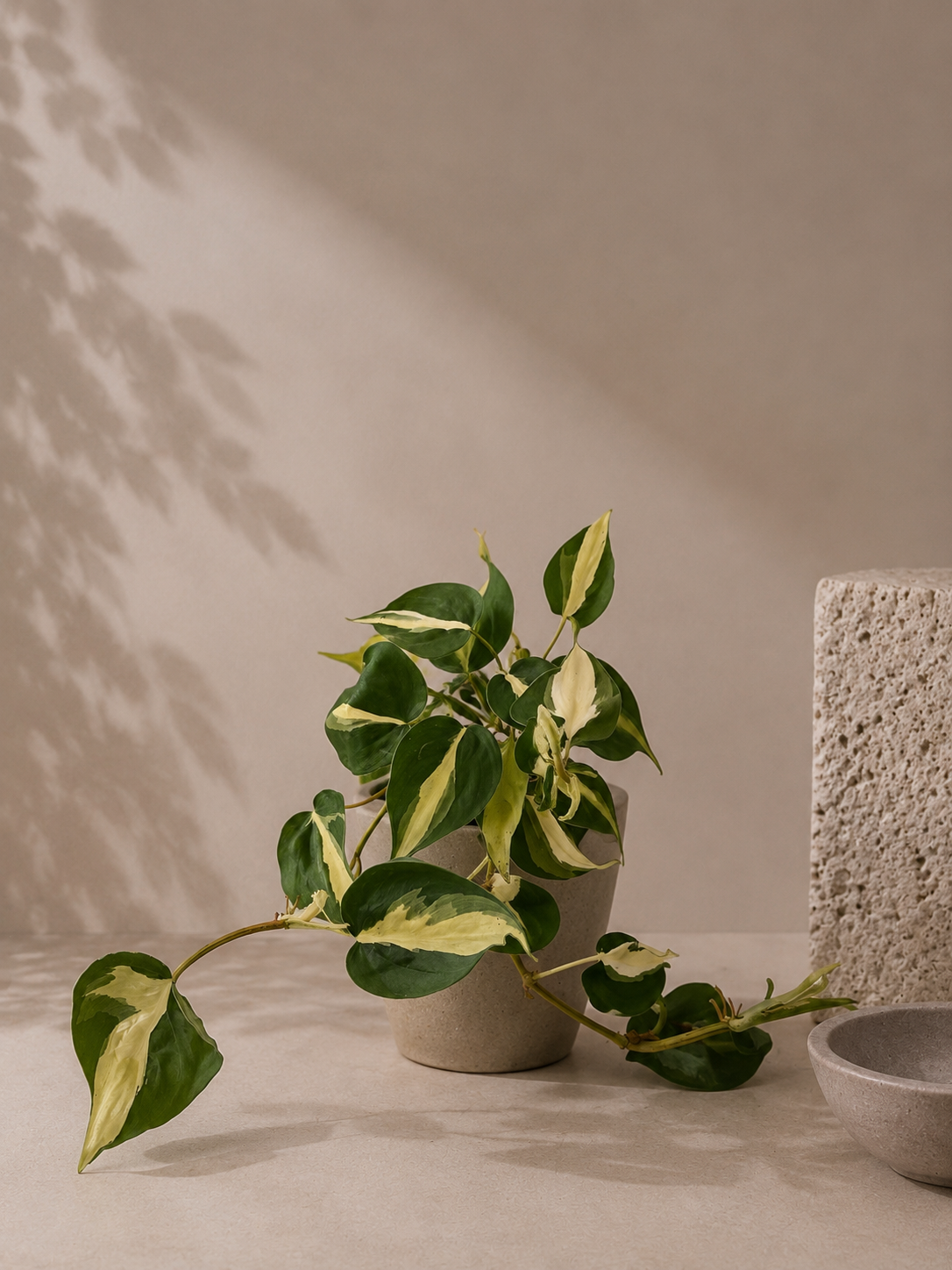 Philodendron Cream Splash - pot de 12 cm