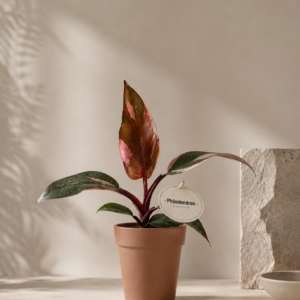 Philodendron Pink Princess - pot de 12 cm