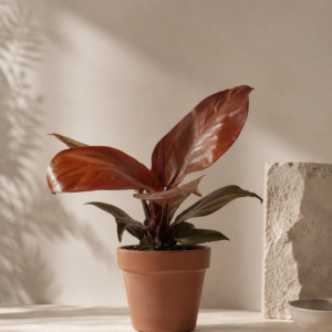 Philodendron Prince of Orange - pot de 12 cm