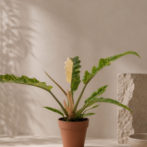 Philodendron Ring of Fire - pot de 12 cm