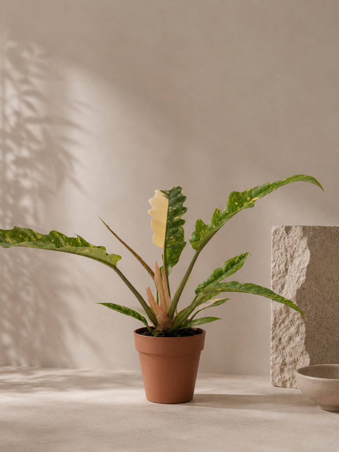 Philodendron Ring of Fire - pot de 12 cm