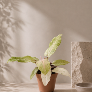 Philodendron Snowdrift - pot de 12 cm