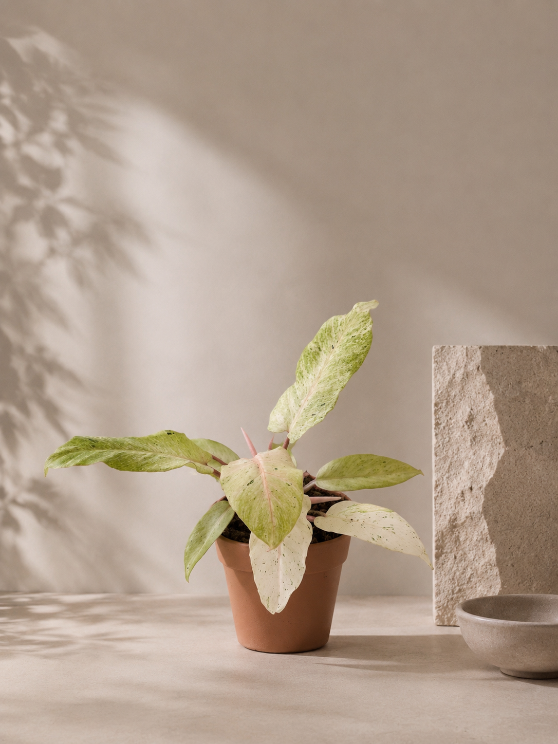 Philodendron Snowdrift - pot de 12 cm