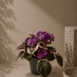 SaintPaulia Variegata Violette - pot de 12 cm