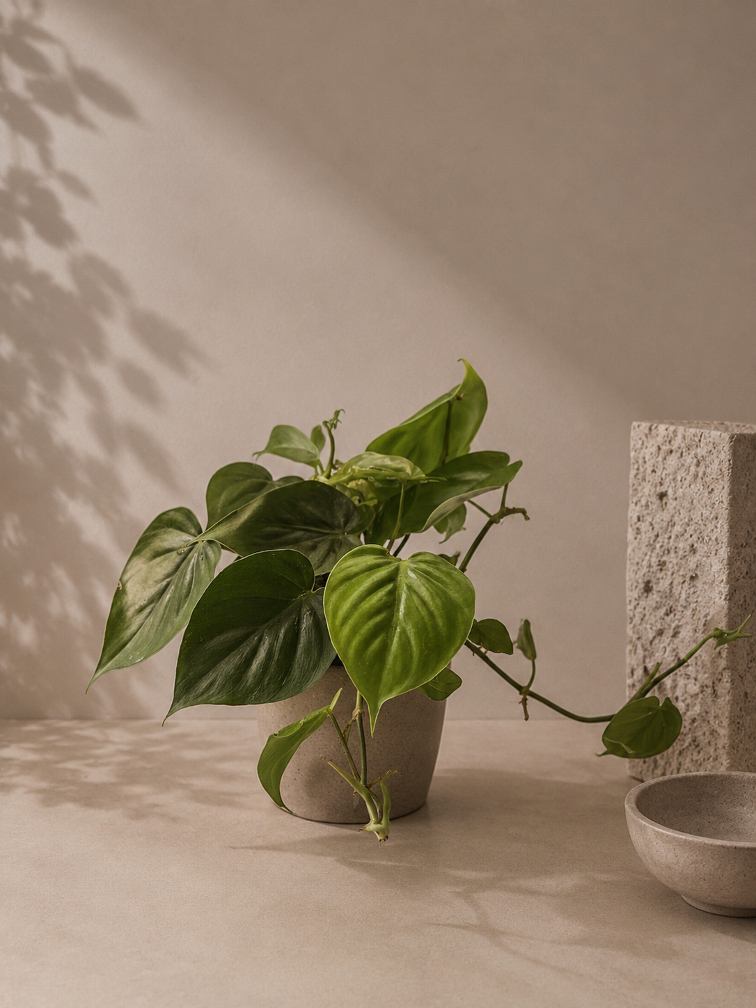 Philodendron Scandens - pot de 12 cm