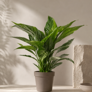 Spathiphyllum Diamond Variegata - pot de 17 cm