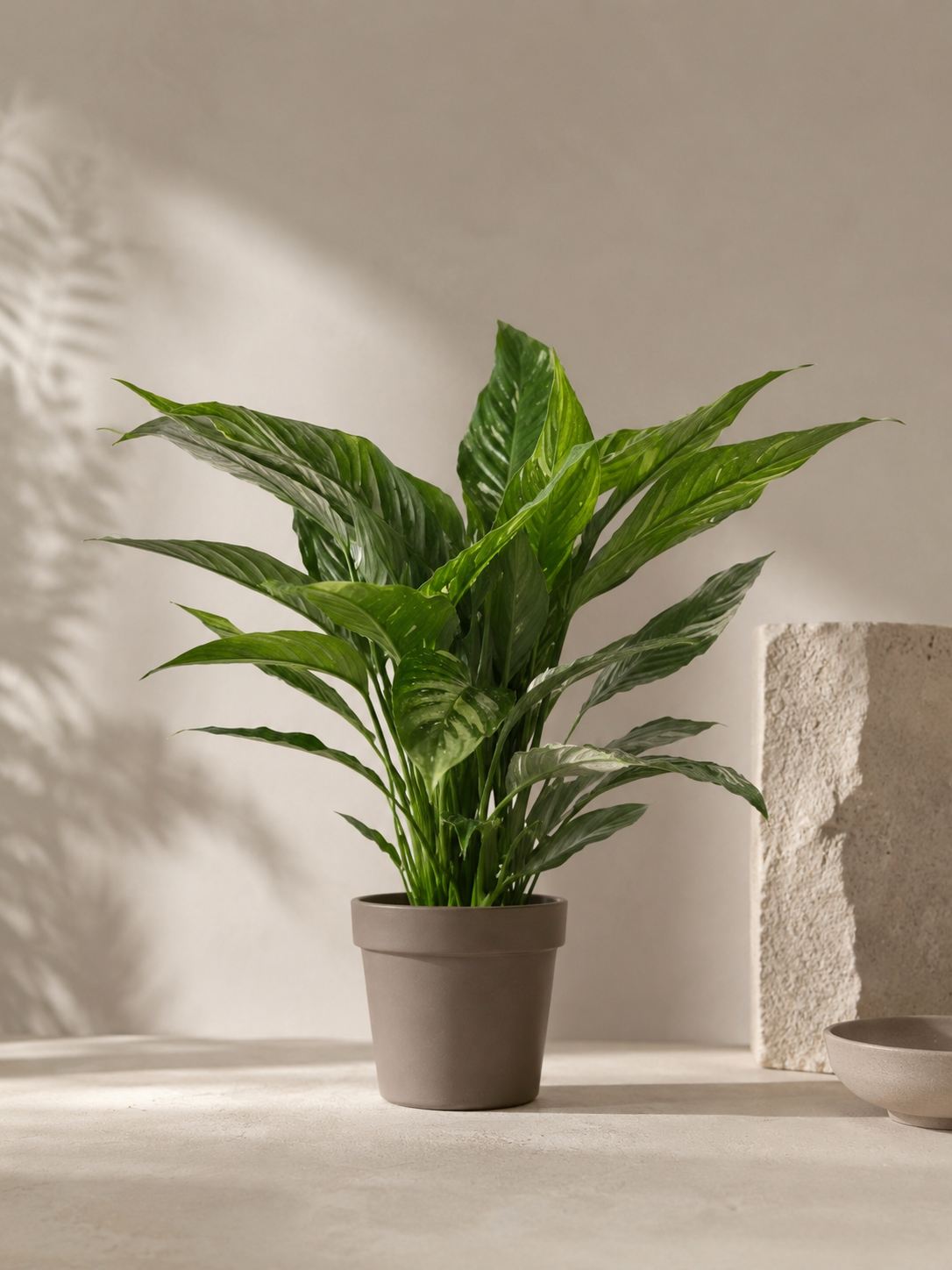 Spathiphyllum Diamond Variegata - pot de 17 cm
