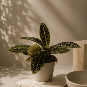 Streptocarpus - Pretty Turtle - pot de 14 cm