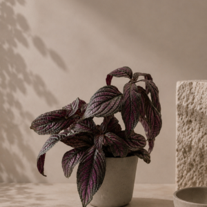 Strobilanthes - pot de 12 cm