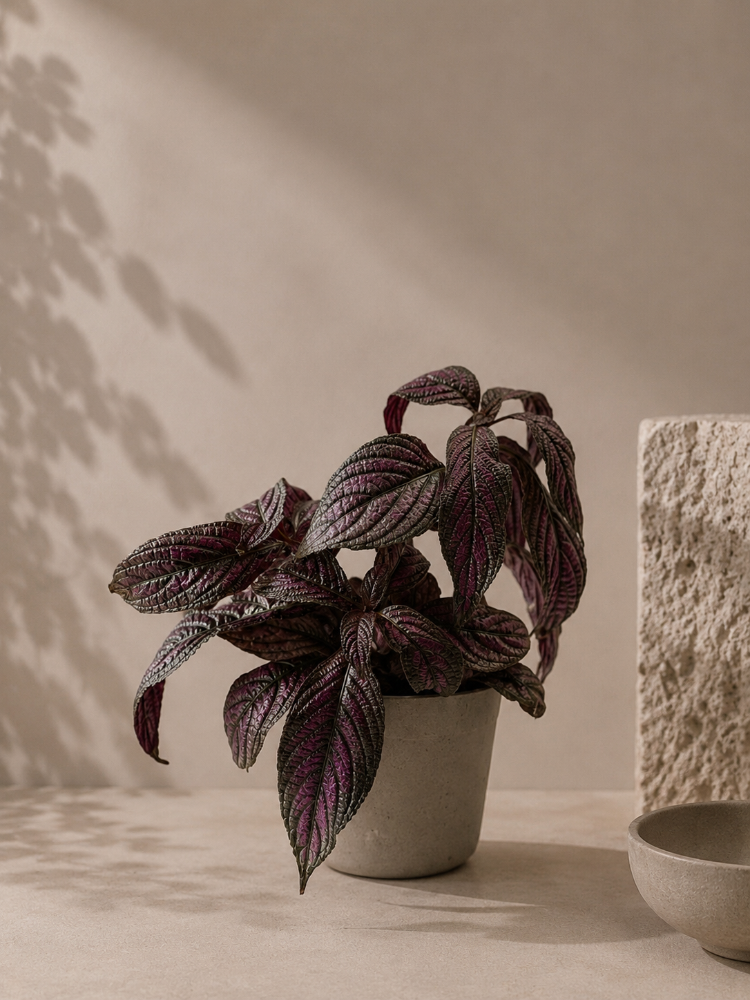 Strobilanthes - pot de 12 cm