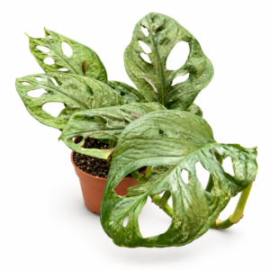 Monstera Mint - pot de 12 cm
