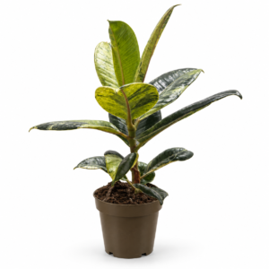 Ficus Shivereana - pot de 9 cm