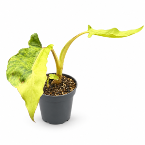 Alocasia Lauterbachiana Variegata - pot de 12 cm