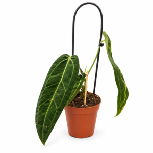 Anthurium Warocqueanum - pot de 12 cm
