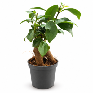Ficus Microcarpa : pot de 7 cm