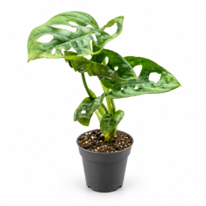 Monstera Monkey : pot de 6 cm