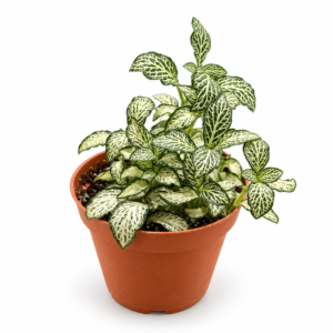 Fittonia Green: pot de 8,5 cm