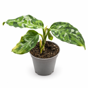 Aglaonema Pictus Tricolor - pot de 6 cm