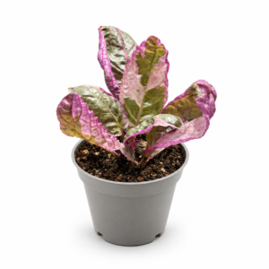 Hemigraphis Snow White - pot de 6 cm