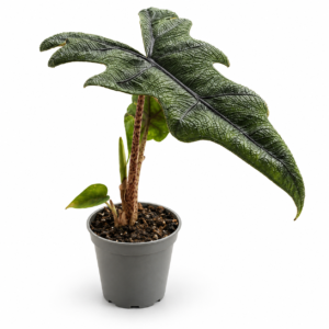 Alocasia Jacklyn pot de 6 cm