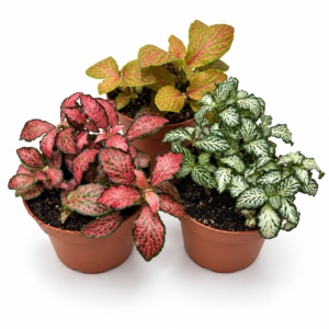 Trio de Fittonias: pot de 8,5 cm