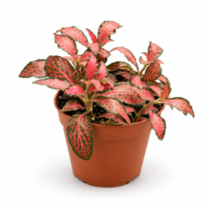 Fittonia Red : pot de 8,5 cm